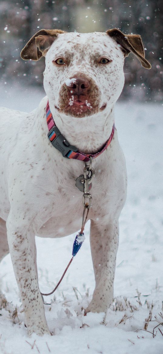 pit bull terrier, dog, snow, collar