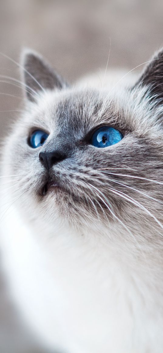 cat, blue-eyed, look