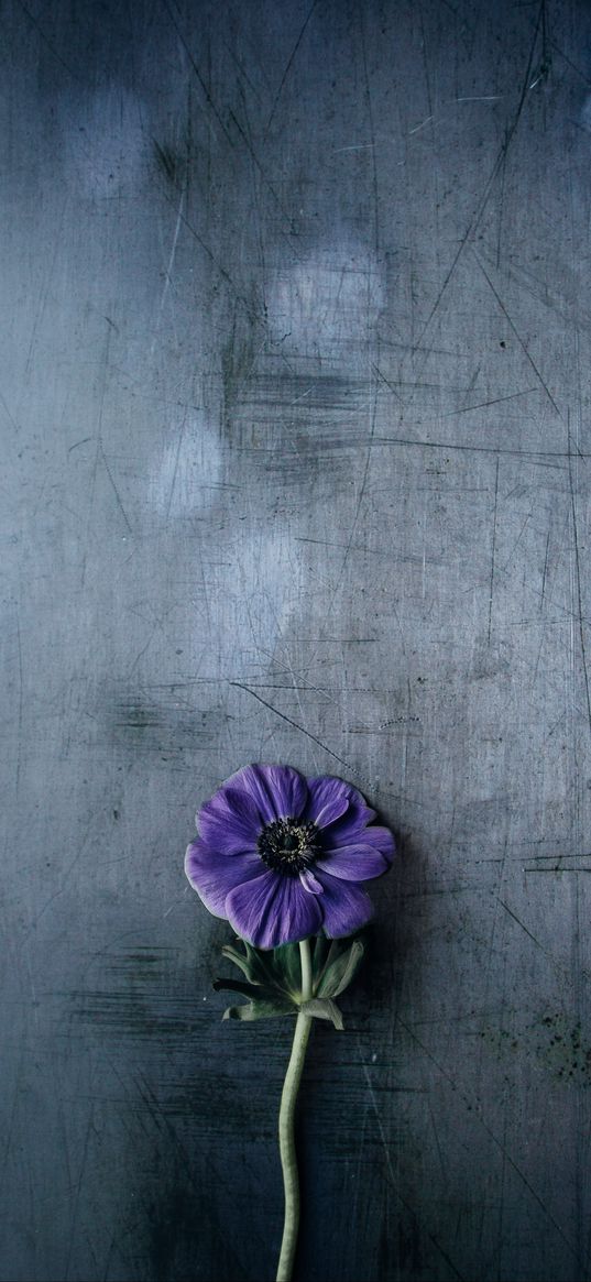 flower, violet, stem, background