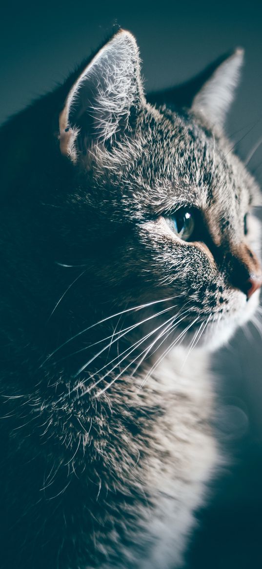 cat, muzzle, profile