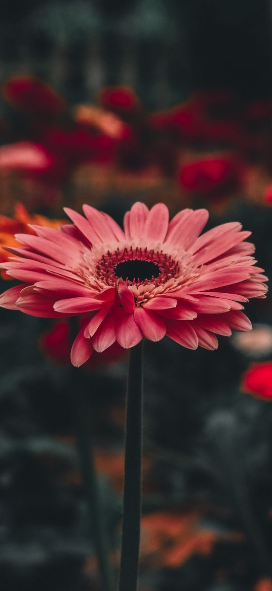 gerbera, flower, stem