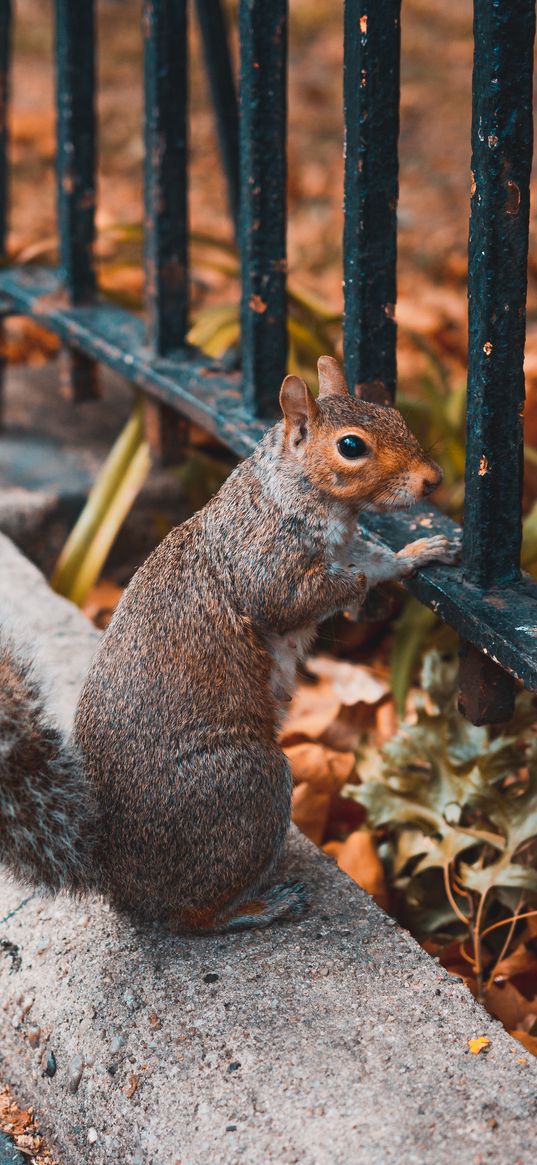 squirrel, animal, fence, stand