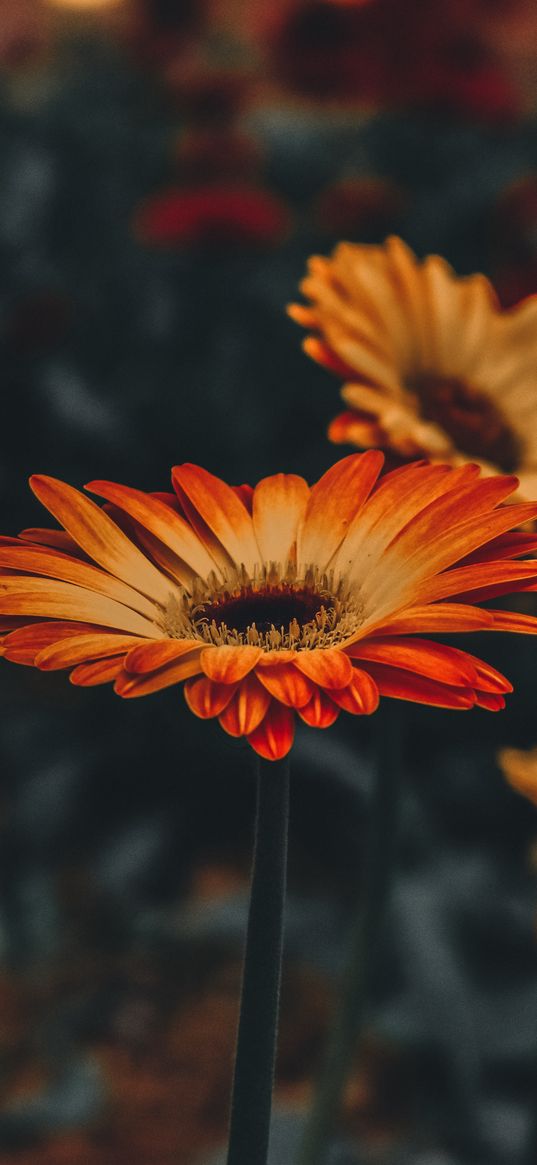 gerbera, flower, blur, stem