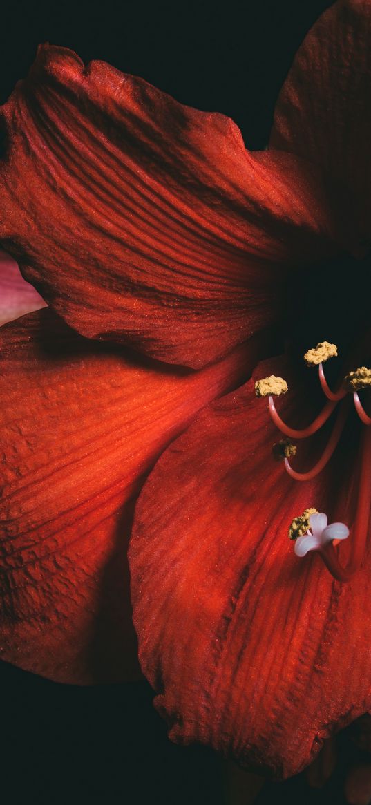 amaryllis, flower, red, petals, close-up