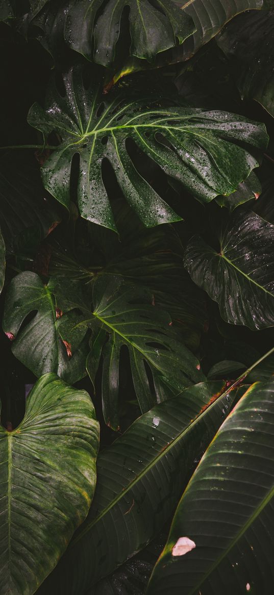 monstera, liana, leaves, drops, plant