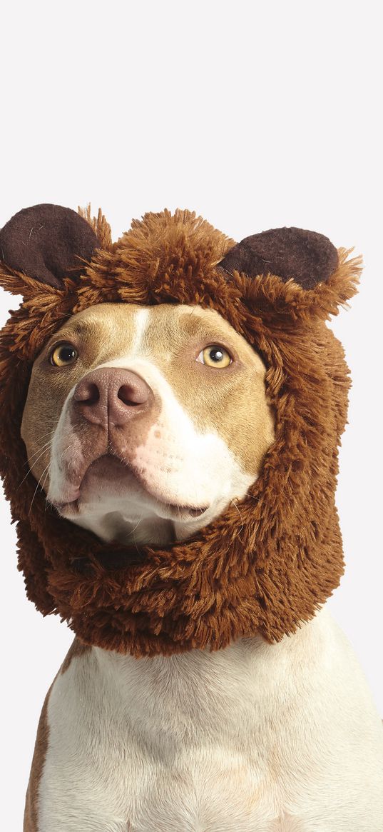 pit bull, dog, hat, cool, funny