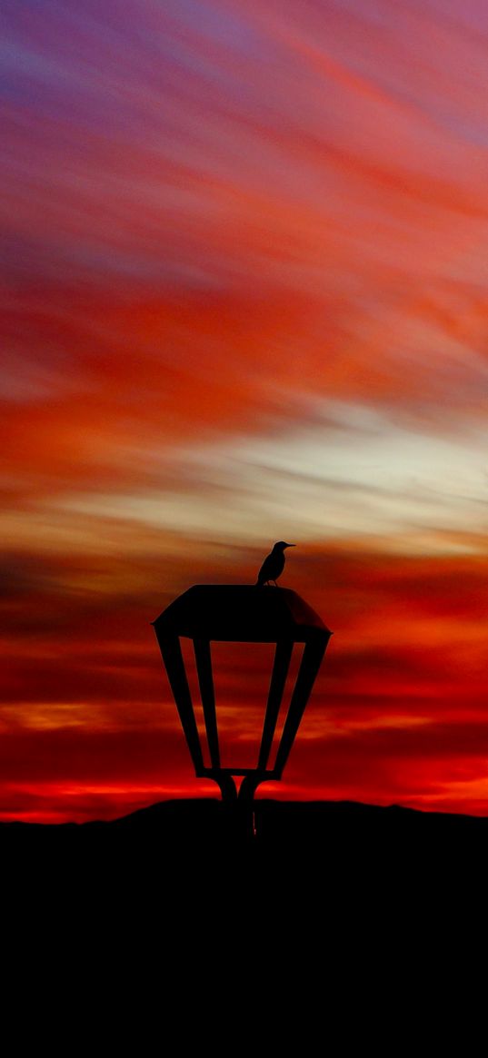 lantern, bird, silhouette, sunset