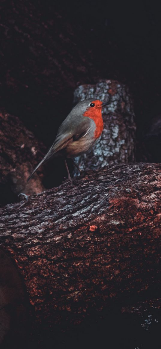 european robin, bird, timber