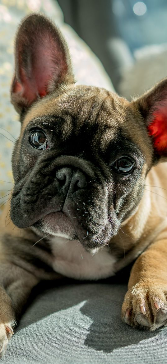 bulldog, dog, muzzle, eyes