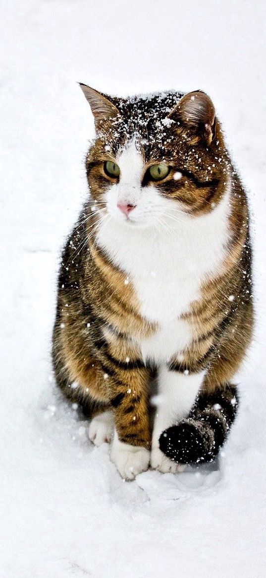 cat, spotted, striped, snow, winter, walk