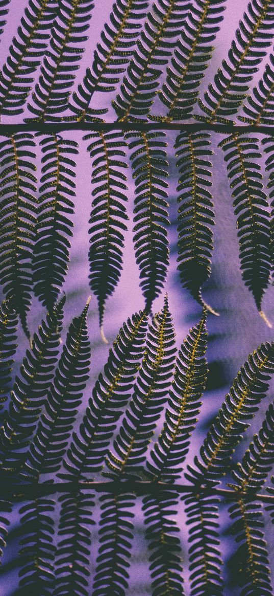 plant, leaves, carved