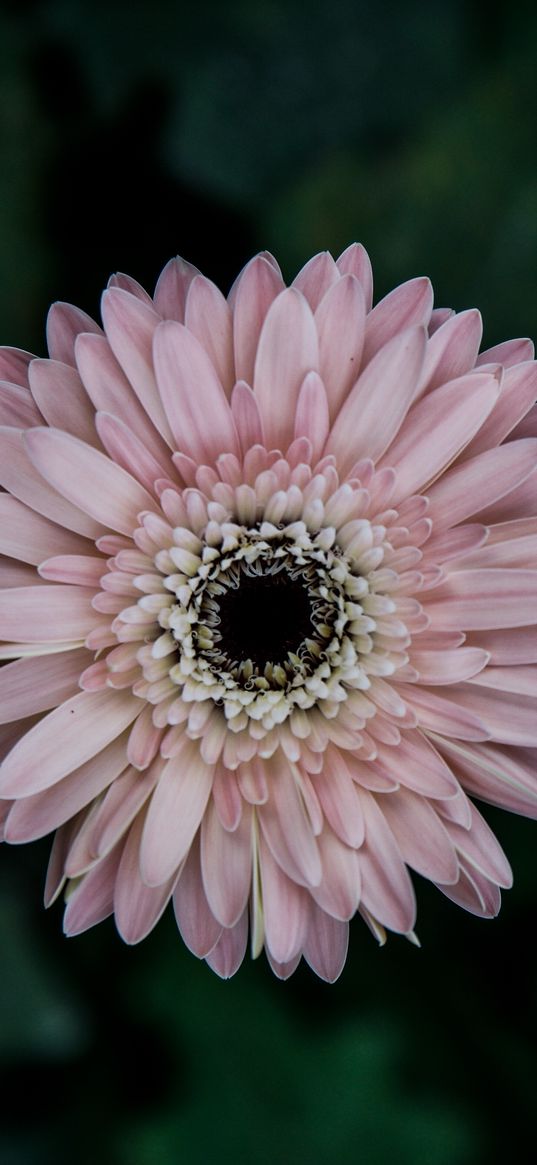 aster, flower, bud, petals