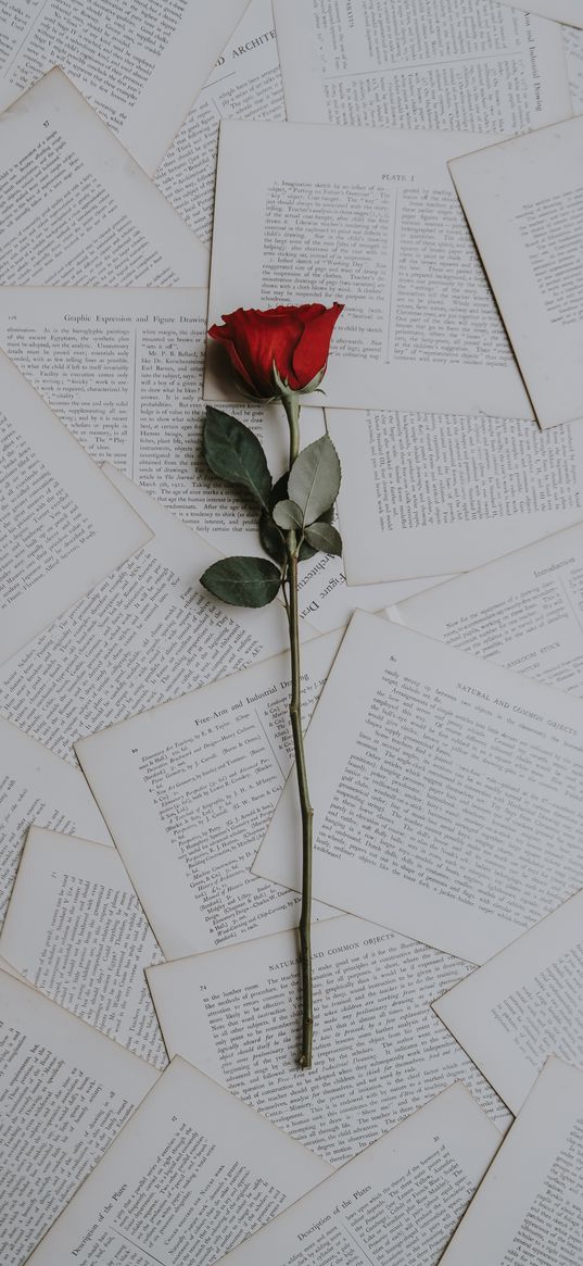 rose, books, texts