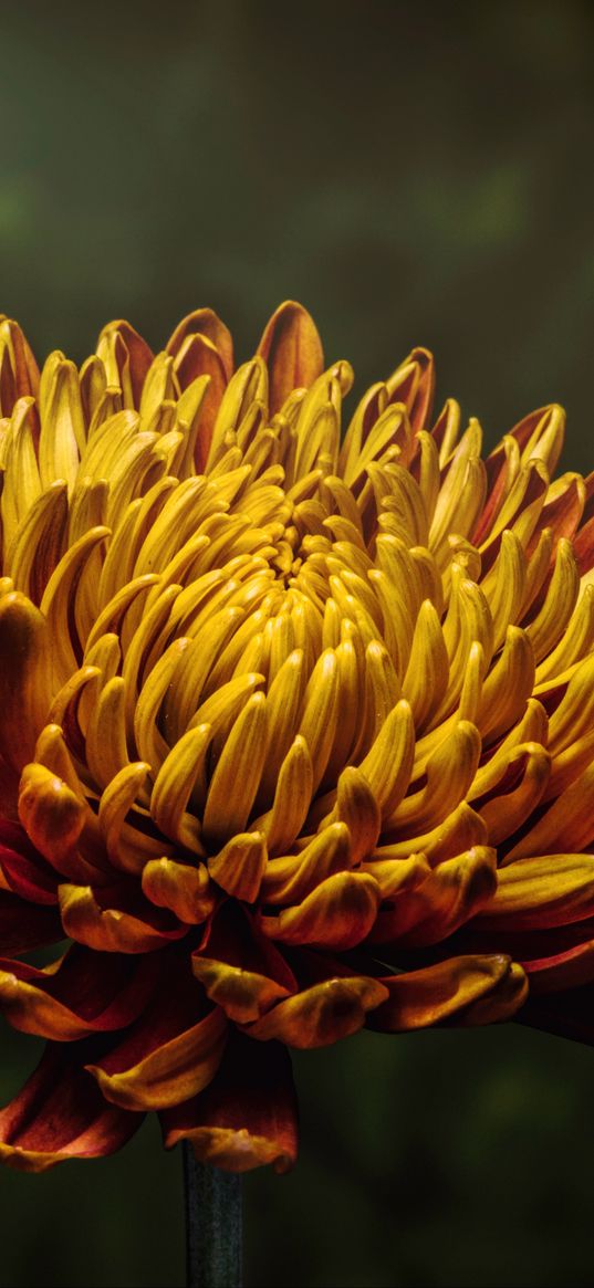 aster, flower, bud, petals