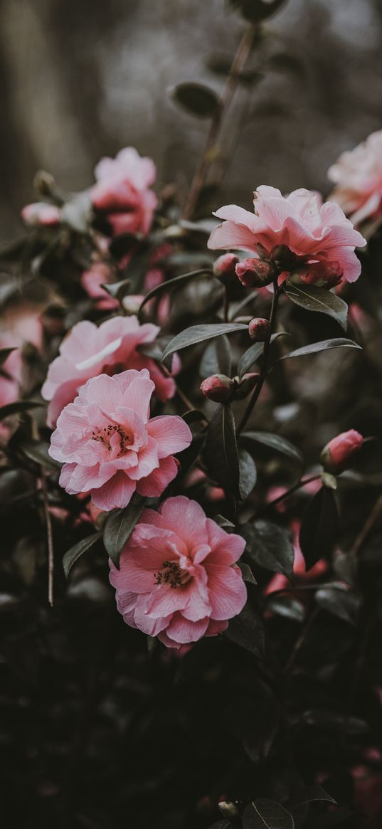 wild rose, bush, pink, flowers