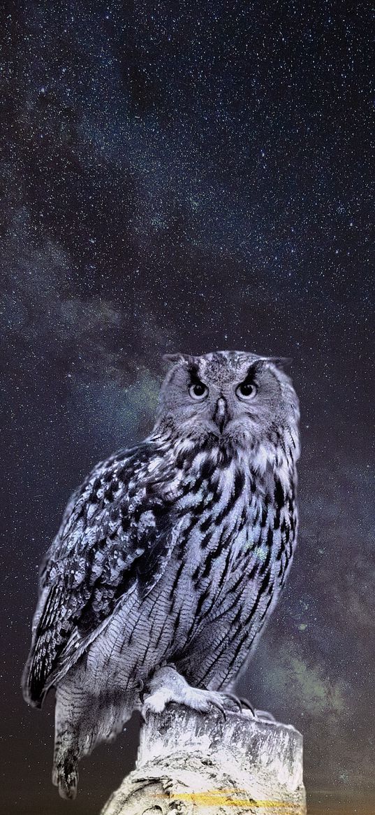 owl, starry sky, photoshop