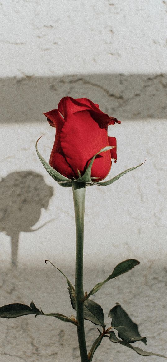 rose, red, bud, stem