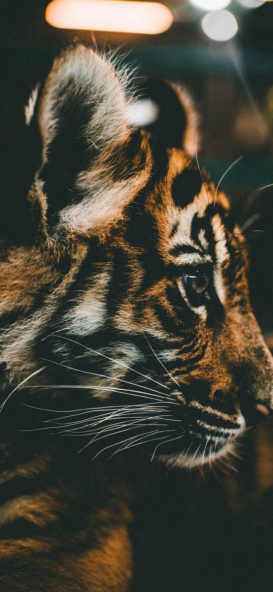 tiger cub, cub, muzzle, profile