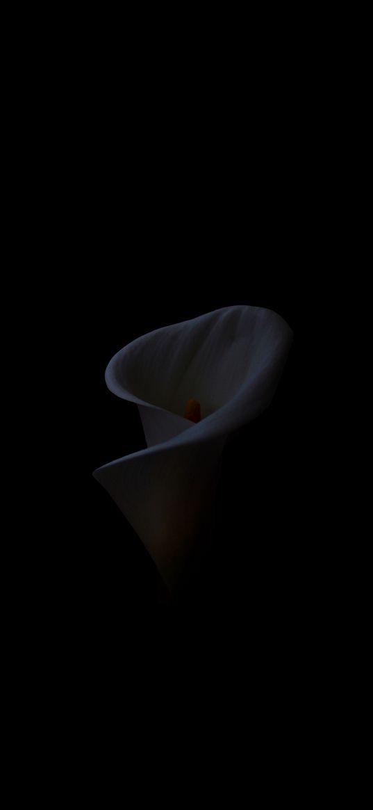 calla, flower, black background