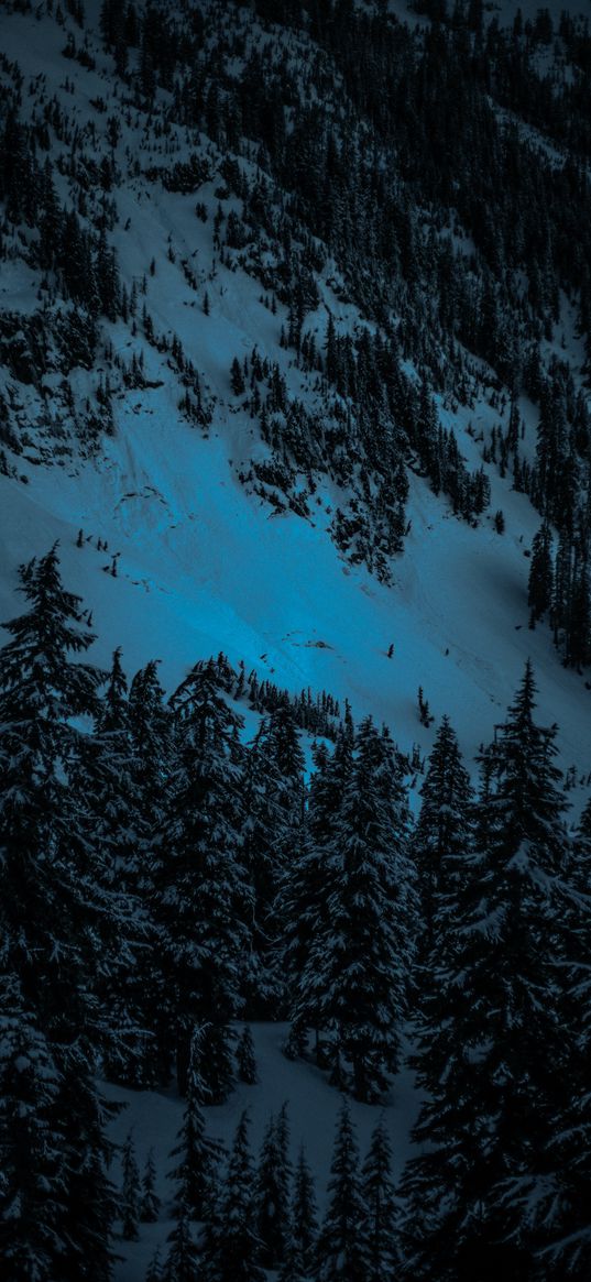 winter, firs, snow, mountains, evening