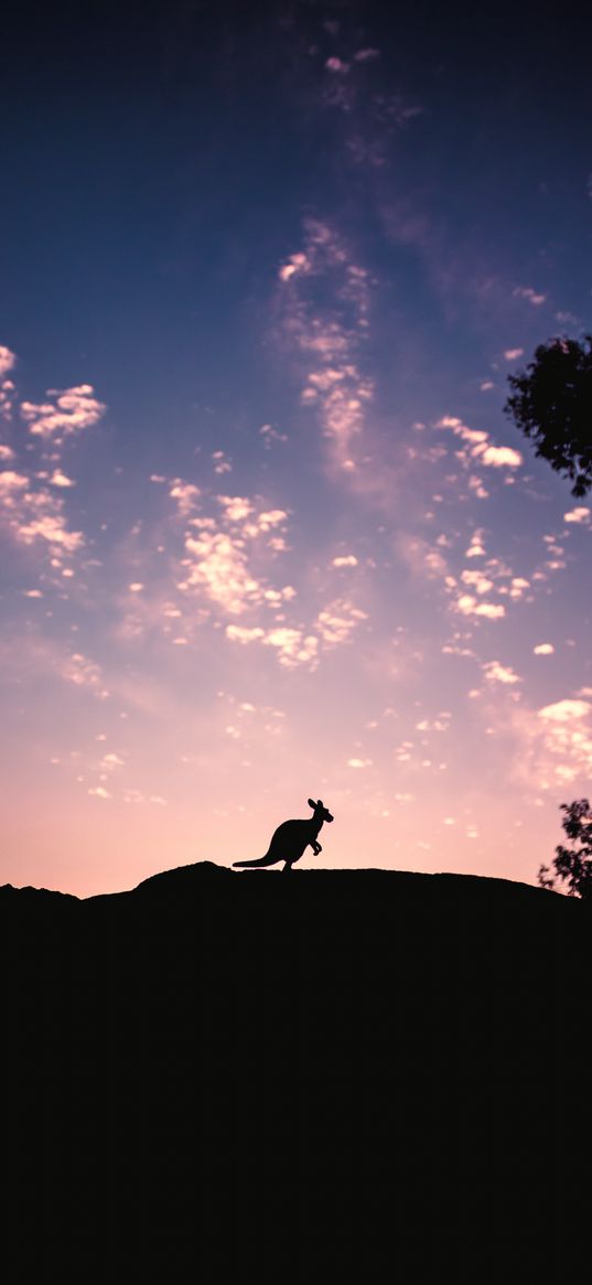 kangaroo, silhouette, sky, evening, hill