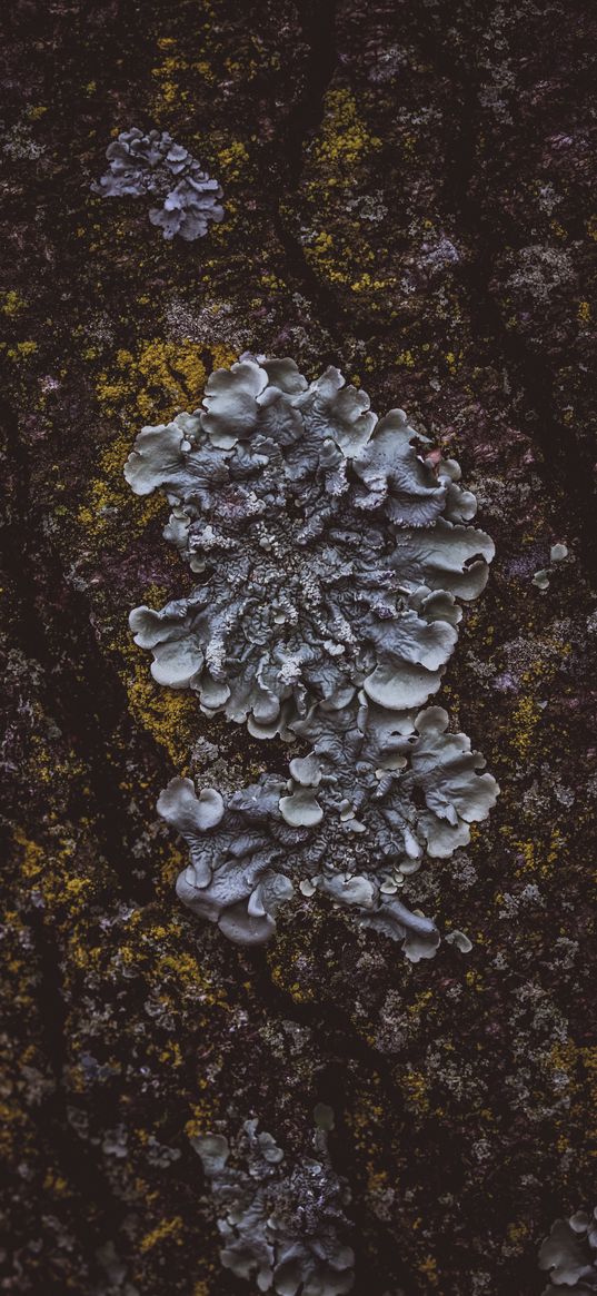 moss, mushroom, bark, surface