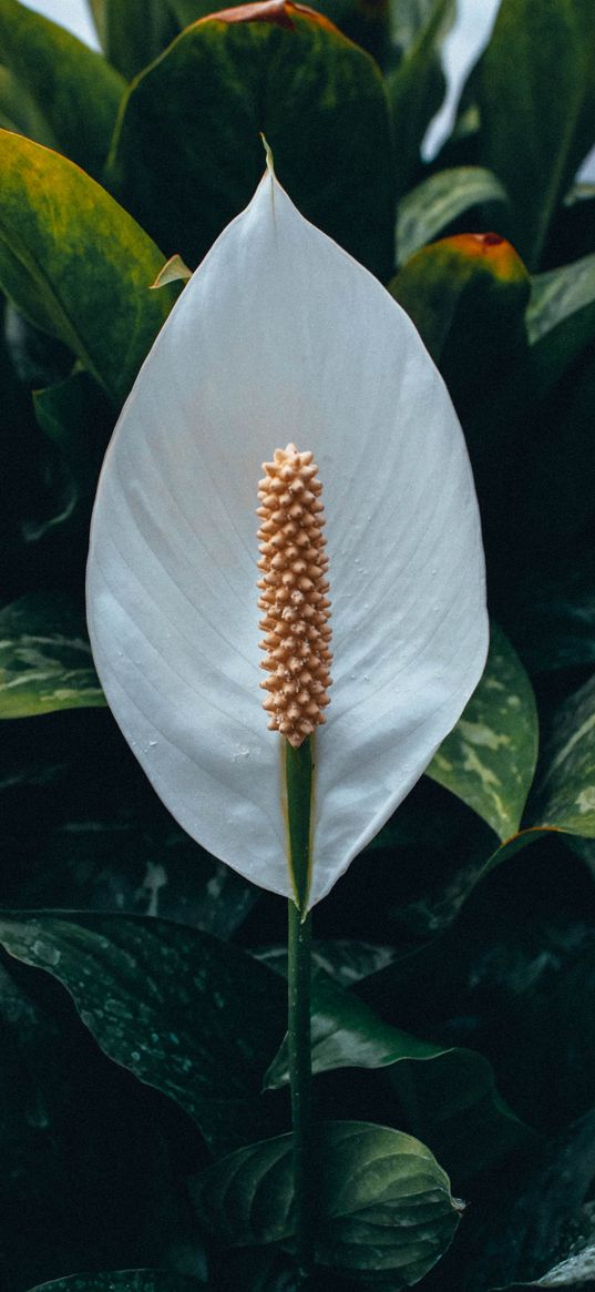 calla, white, flower