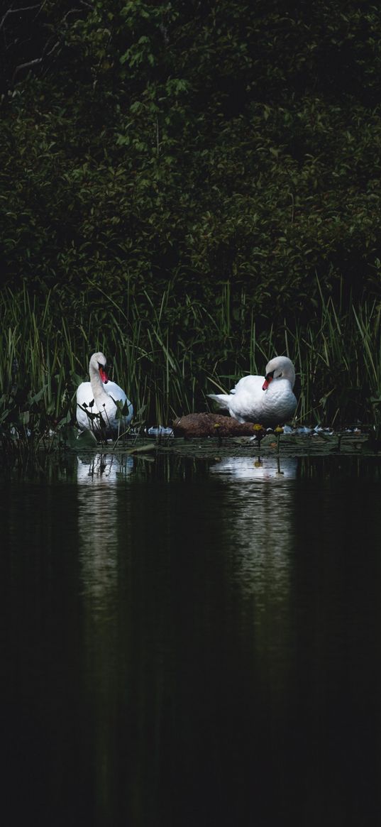 swans, bird, pond, grass