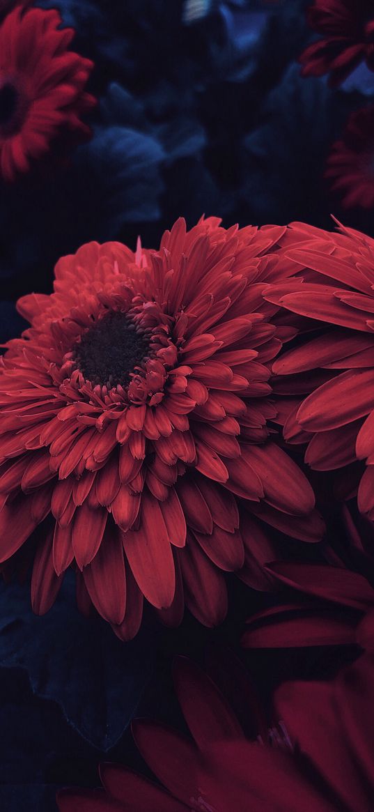 aster, flower, petals