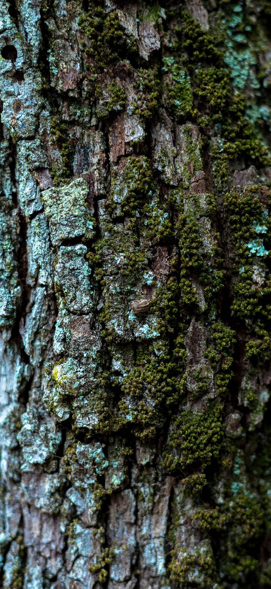 moss, bark, tree, trunk