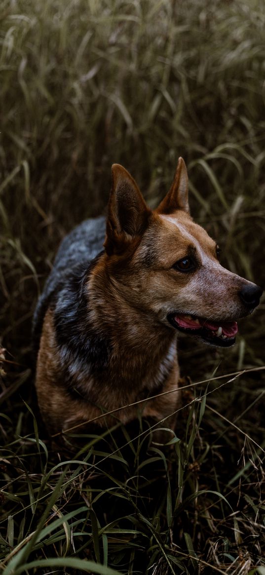 dog, grass, walking, muzzle