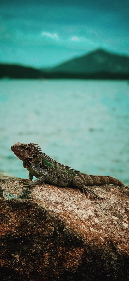 iguana, reptile, stone