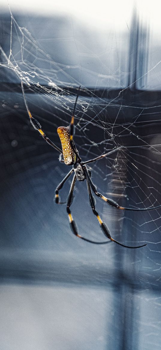 spider, web, netting, insect