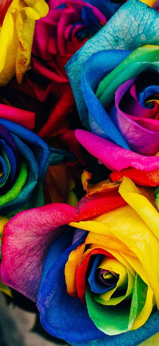 roses, colorful, rainbow