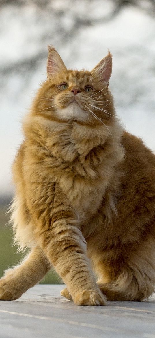 maine coon, cat, fluffy, cool