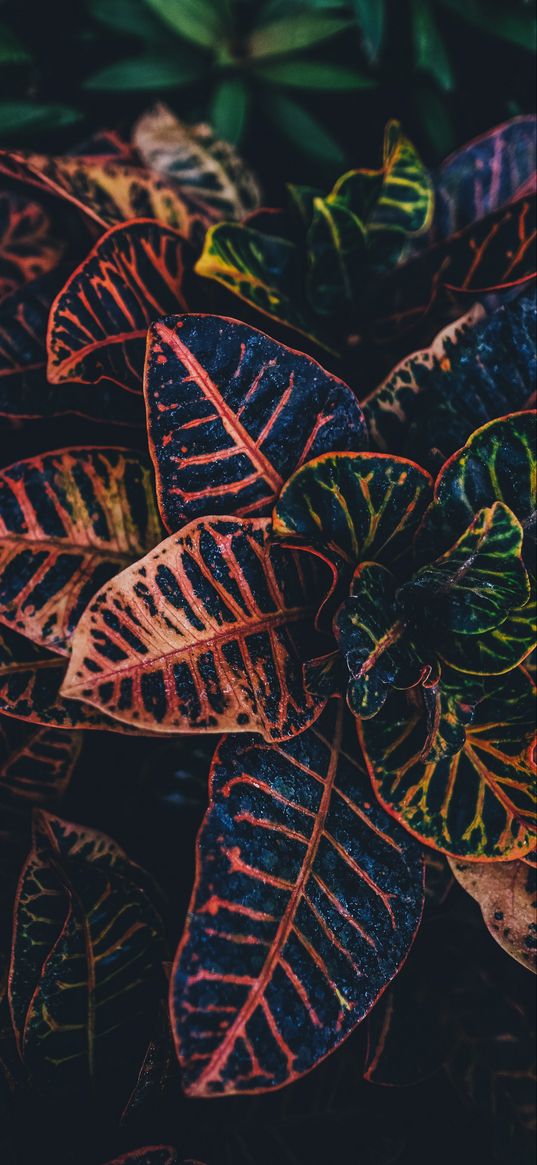 plant, leaves, striped, close-up