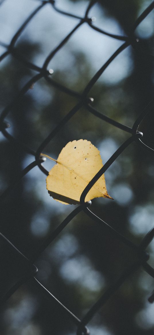 sheet, mesh, fence, blur