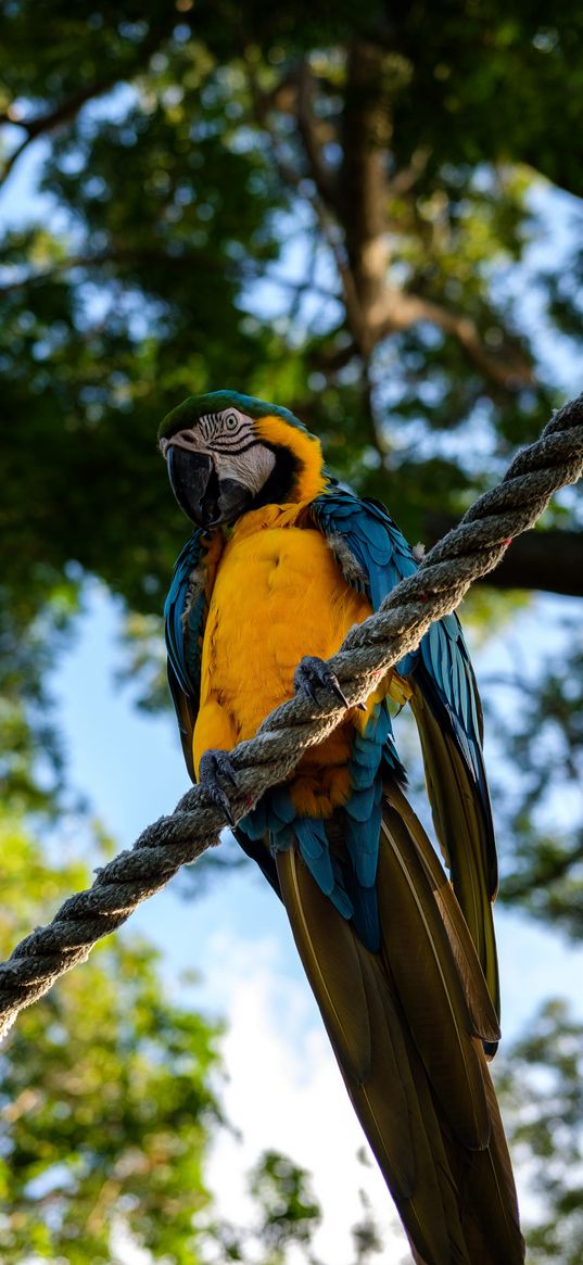 parrot, macaw, bird, rope, sits