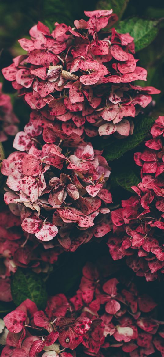 hydrangea, pink, flowers