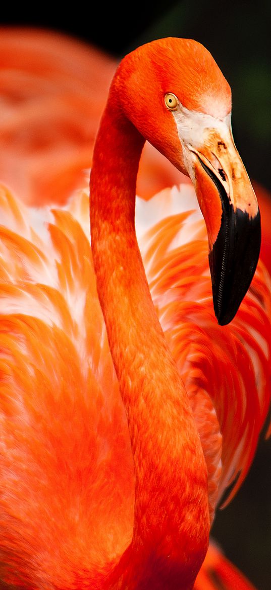 flamingo, bird, color, feathers