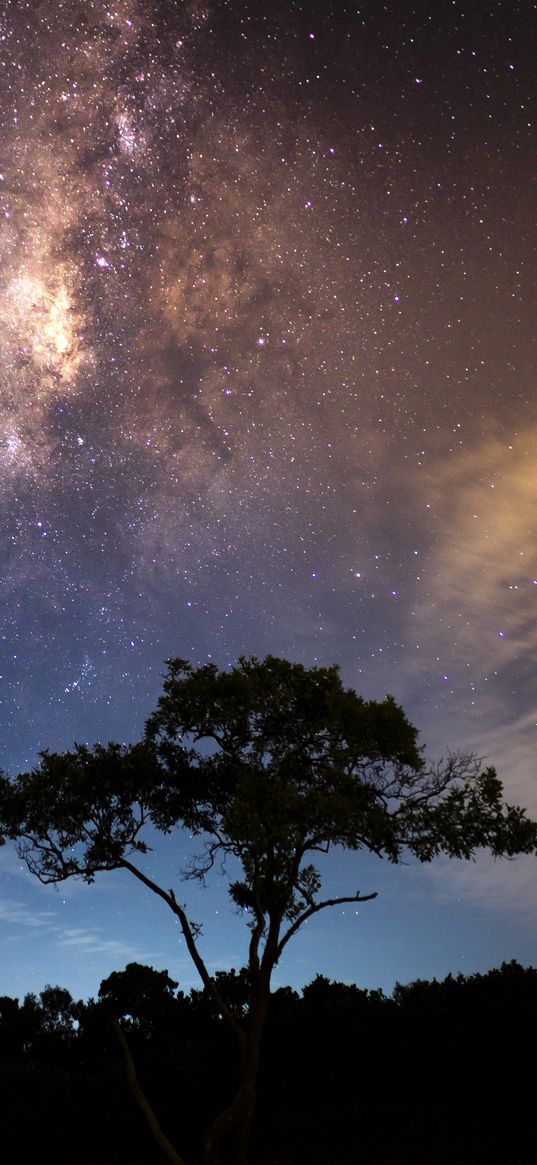 starry sky, tree, milky way, radiance