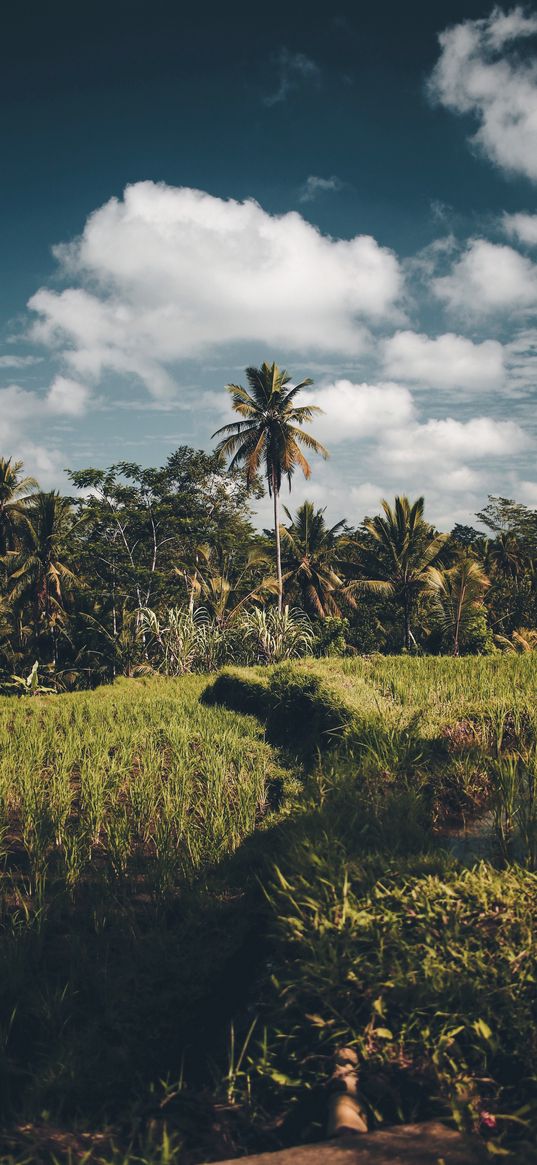 palms, grass, sky, summer