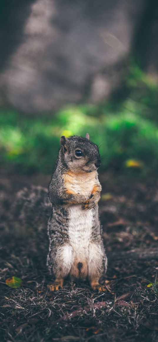 squirrel, stands, grass, animal, blur