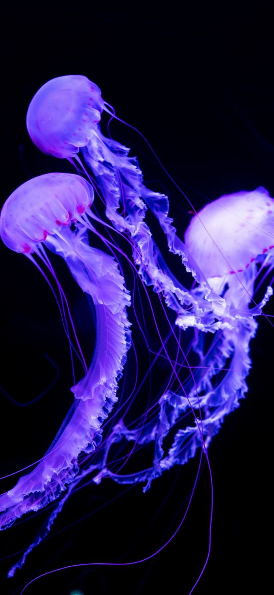 jellyfish, underwater world, neon, glowing