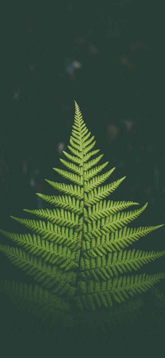 fern, plant, green, leaf