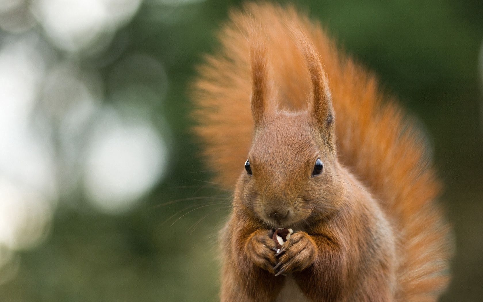 animal, bites, nuts, glare, squirrel