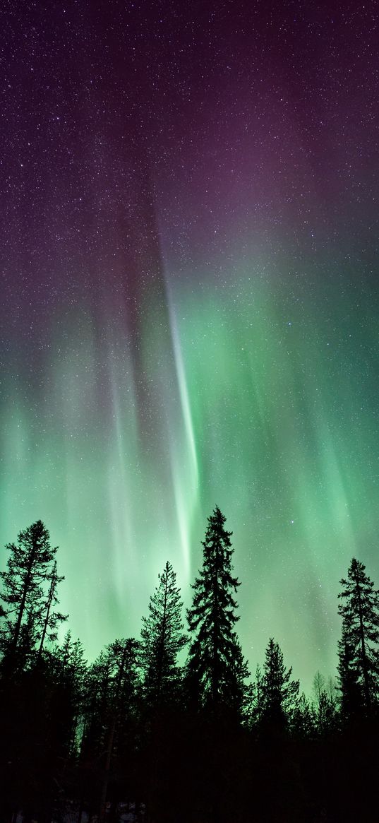 northern lights, sky, night, stars, trees