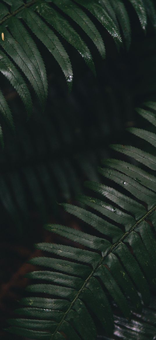 fern, leaves, green, plant