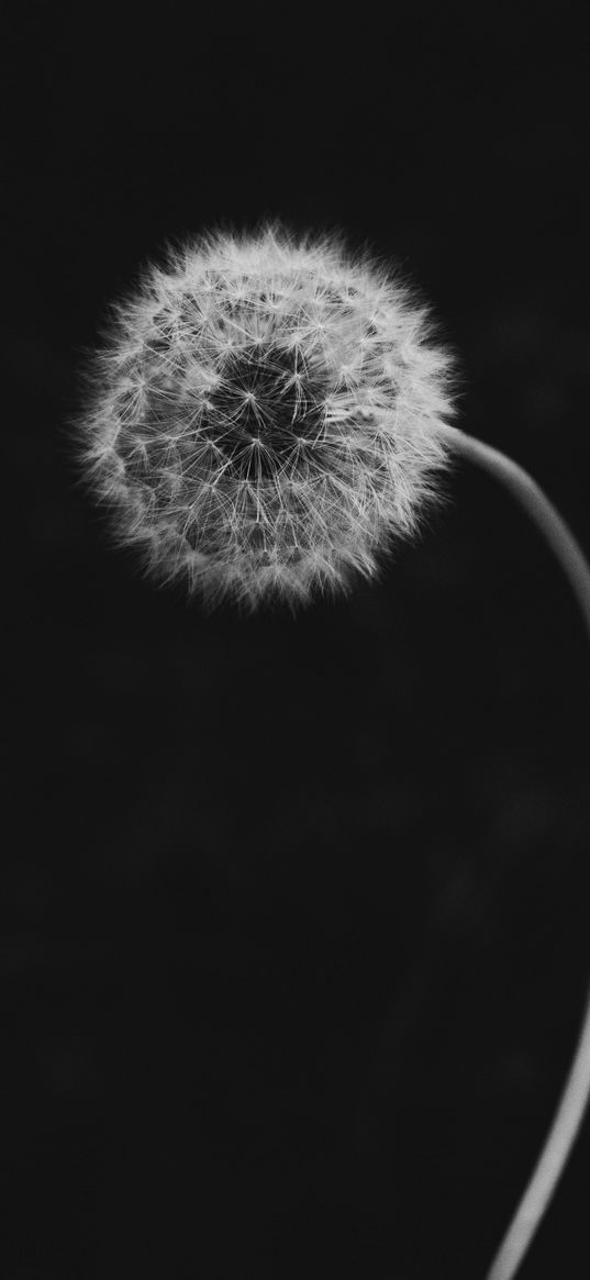 dandelion, flower, down, bw