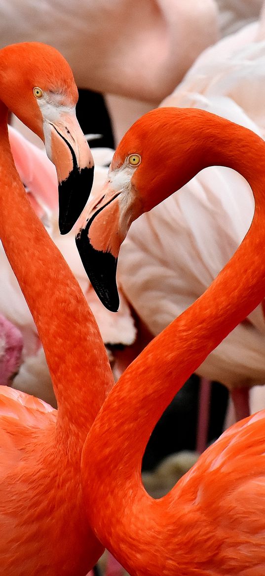 flamingos, birds, colorful, feathers